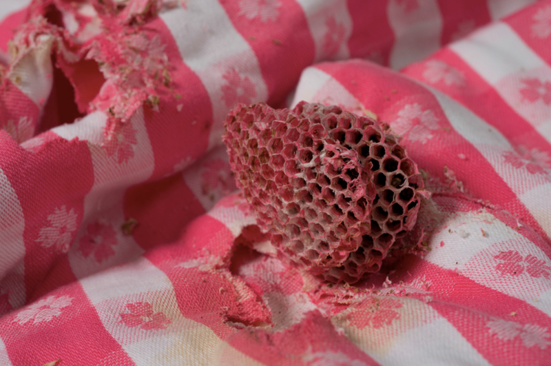 Illustration for article titled 6 Exquisite Structures Built By Wasps